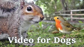 Videos for Dogs to Watch Extravaganza  Dog Watch TV  8 Hours of Birds and Squirrel Fun for Dogs ✅ [upl. by Euginom]