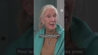 Linterview exclusive de Jane Goodall [upl. by Alamat]