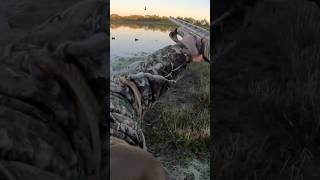 Stoeger M3500 2024 Duck Hunt Texas [upl. by Chris]