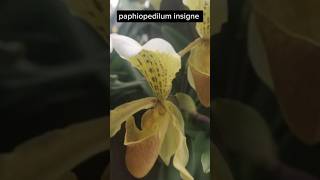 Paphiopedilum insigne rare orchid saveorchid [upl. by Annas]