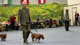 Internationale Hundeausstellung 2020 in Graz [upl. by Arabel]