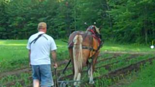 Horse Drawn Cultivator 2 [upl. by Janet212]