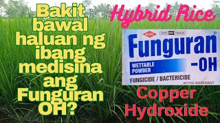 Fungicide Funguran OH PROTECTION SA PALAY PARA SA MGA FUNGUS AT BACTERIA  agrisikap [upl. by Ideih185]