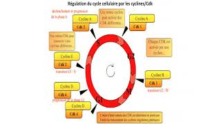 régulation cycle cellulaire [upl. by Ob]