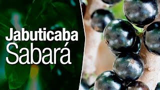 Jabuticaba Diferença entre Jabuticaba Sabará Olho de Boi e Jabuticaba Híbrida [upl. by Lange175]