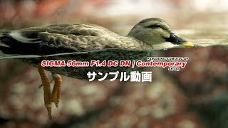 Sigma 56mm F14 DC DN  Contemporary サンプル動画 [upl. by Ecnarepmet]