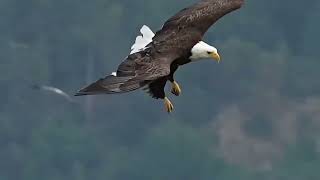 top 5 largest eagle in the world top 5 biggest eagle in the world [upl. by Ithsav]