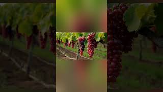 The largest vineyard usa wine grapevine fruit grapewine grapegrowing farming garden [upl. by Tayib679]