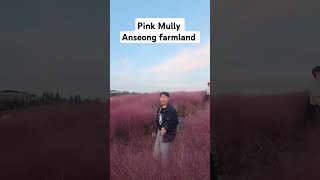 Pink mully anseongfarmland korea funny epsworker kpopfestival bonus travelvlog shorts [upl. by Lebasiram]