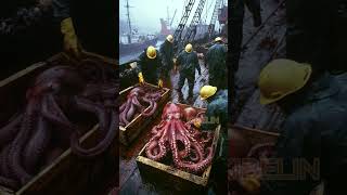 Giant Deep Sea Creature Caught by Fishermen🐙🦑🦀deepseafishing fishingexploration giantseacreature [upl. by Axe]