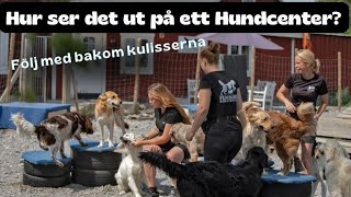 Flockens Hundcenter  följ med bakom kulisserna och se hur det ser ut inne på hunddagiset [upl. by Eremehc]