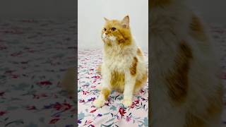 billu se bachna na mumkin hai🤣🤣 catcomedy billicomedy catvideo viralcat sajidcat [upl. by Aicyle]