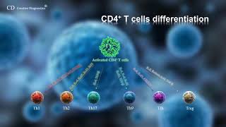 CD4 T cell differentiation [upl. by Aidahs]