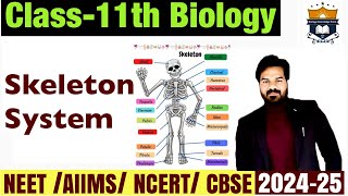 Skeleton system  chapter  Locomotion and Movement class 11 th biology  NEET [upl. by Dimmick957]