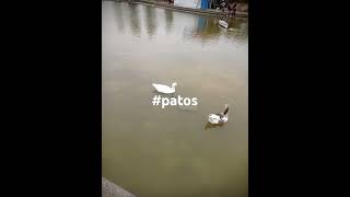 patos samanes [upl. by Onia]