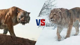 NGANDONG TIGER VS AMERICAN LION BL [upl. by Seabrook910]