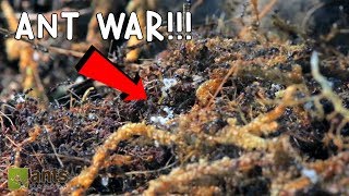 Ant War Battle Of The Three Armies [upl. by Bronk986]