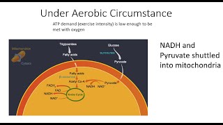 Metabolism Part 5  Aerobic Slow Metabolism Part 1 KrebsCitric Acid Cycle [upl. by Eidson]