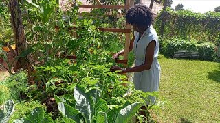 Raised Bed Gardening A Few Days In Our Backyard Garden [upl. by Darwen507]