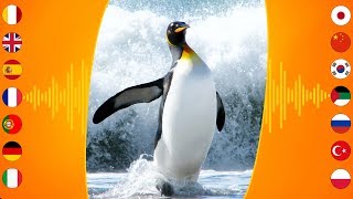 Bird Sounds King Penguin [upl. by Epotimet]