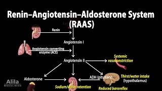 The Renin–Angiotensin–Aldosterone System RAAS Animation [upl. by Ahseined]