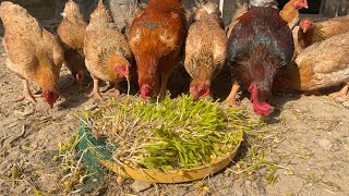 How to Make the CHEAPEST CHICKEN FEED For Your Farm [upl. by Tahmosh918]