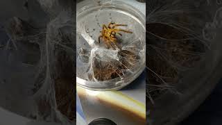 Pterinochilus murinus Orange Baboon Tarantula [upl. by Zertnom]