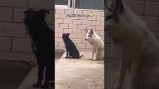 This fox grew up with dog tries to bark like dog foryou reels satisfying dog fox [upl. by Ttenaj712]