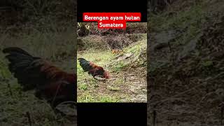 Berengan ayam hutan Sumatera ayam ayamhutan ayamhutanbetina [upl. by Esenwahs]