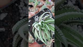 Haworthiopsis fasciata white verigated haworthia succulent [upl. by Yesnnyl]