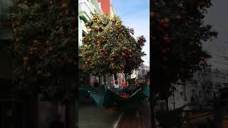 Comment les oranges sont collectées en espagne faitssurprenants wow [upl. by Bbor]