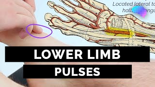 Lower Limb Pulses  OSCE Guide  UKMLA  CPSA [upl. by Dagmar]