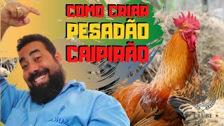 criação de FRANGOS CAIPIRA pesadão  COMO CRIAR O CAIPIRÃO PESADÃO [upl. by Yrelbmik]