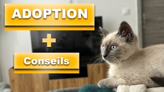 Jai adopté un chaton 🤩 Astucesconseils [upl. by Daukas]