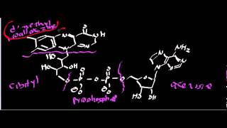 Biochemistry  Succinate Dehydrogenase Complex II [upl. by Greenleaf]