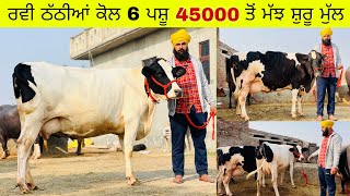 ਰਵੀ ਠੱਠੀਆਂ ਖੁਰਦ ਕੋਲ 6 ਪਸ਼ੂ ਵਿਕਾਊ 3 ਮੱਝਾਂ ਸਸਤੇ ਰੇਟਾਂ ਤੇ 45000 ਵਿੱਚ ਮੱਝ। ਪਿੰਡ ਠੱਠੀਆਂ ਖੁਰਦ [upl. by Johna301]