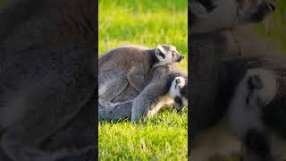 Ringtailed lemur wildlife [upl. by Nowyt]