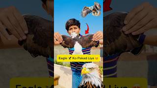 finally eagle ko pakad liya 😍 minivlog vlogs [upl. by Pratt]