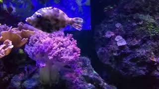 The Aiptasia Eating Filefish [upl. by Clancy504]