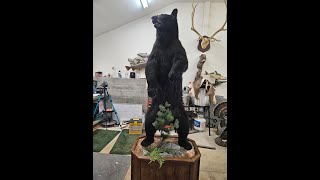 LifeSize Bear Mount [upl. by Yna]