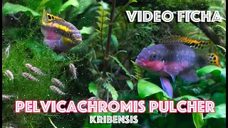 Pelvicachromis pulcher Kribensis Ciclido Africano  Video Ficha [upl. by Budwig]