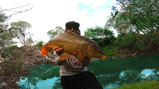 Fishing For Invasive Carp In Australian Rivers [upl. by Trembly]