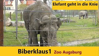 Elefant gibt alles um an Löwenzahn zu kommen Zoo Augsburg [upl. by Carnes]