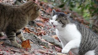 Cat Fight  HD 1080p [upl. by Girardo610]