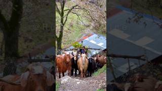 A Shepherd of a Goat Herd in the Highlands of Northern Iran [upl. by Arleen]