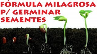 FÓRMULA MILAGROSA PARA GERMINAR SEMENTES [upl. by Yralih]