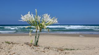 חבצלת החוף 🥀 Pancratium maritimum [upl. by Mahan]