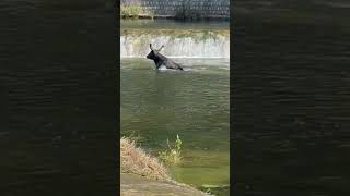 Un taureau s’échappe dans le Vidourle à Sommieres [upl. by Roderica]