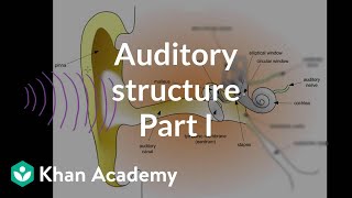 Auditory structure  part 1  Processing the Environment  MCAT  Khan Academy [upl. by Joette76]