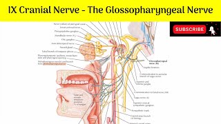 IX Cranial Nerve  Glossopharyngeal Nerve Functional Component Nucleus of Origin Course Branches [upl. by Stav]